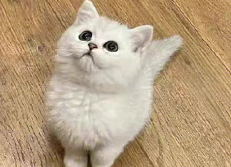银渐层猫图片 银渐层猫图片