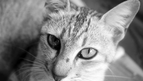 怎样训练一只淡定的猫? 怎样训练一只淡定的猫?
