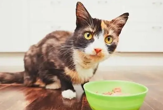 长时间不给猫吃的会怎么样吗