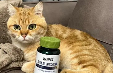 为什么猫咪可以吃鱼油