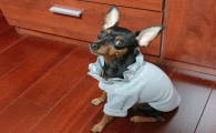 小鹿犬身上有皮屑怎么办