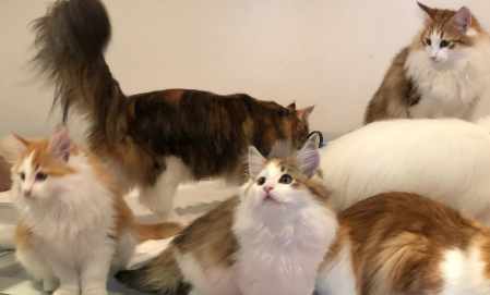 挪威森林猫猫舍推荐 挪威森林猫猫舍推荐