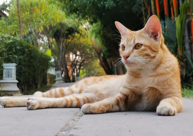 在家怎么给猫咪洗澡