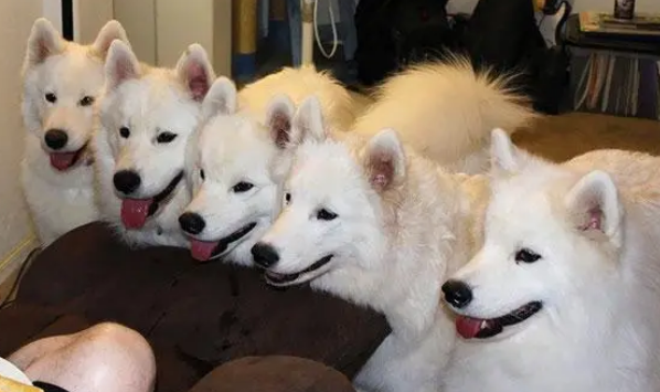狗狗喜欢讨食，主人该怎么办？