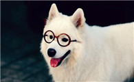 十五年的狗流鼻涕是感冒发烧吗？要重视