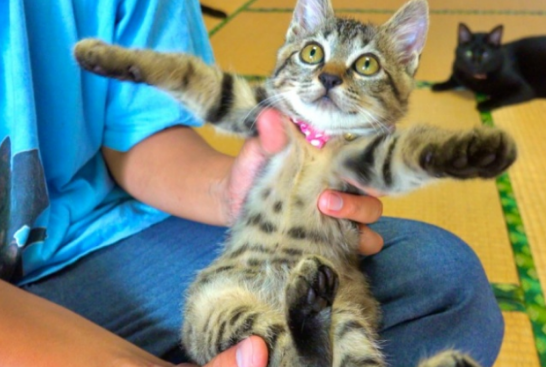 猫咪被裹上米糠粉,明显是摊上事了,了解后才知道是在帮它 猫咪被裹上米糠粉,明显是摊上事了,了解后才知道是在帮它