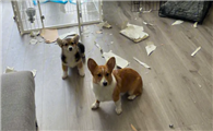 柯基会拆家吗?