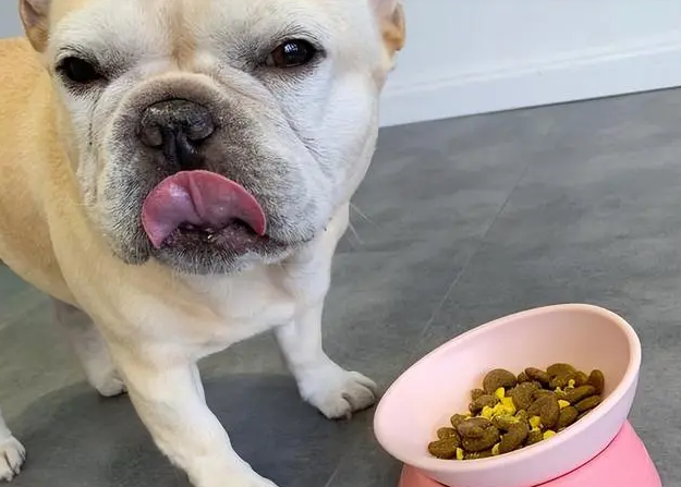 狗狗的狗粮如何泡 狗狗的狗粮如何泡