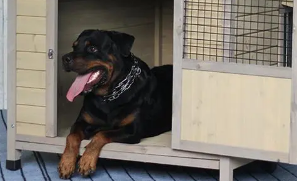 扬州哪里有犬舍