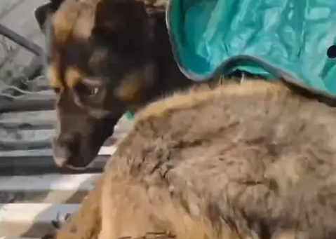 说是咬人,牧羊犬被装进麻袋卖到救助站 说是咬人,牧羊犬被装进麻袋卖到救助站