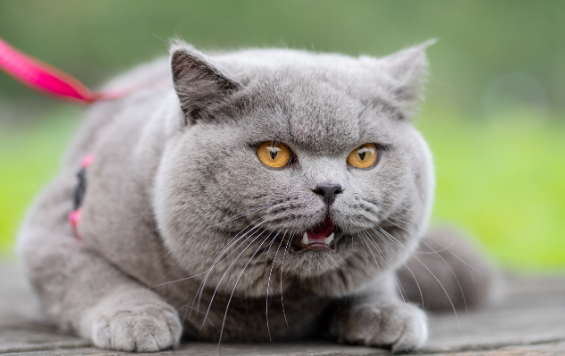 英国短毛猫的日常训练方式与方法是什么？