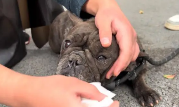 价值过万的斗牛犬,流浪动物救助基地,斗牛犬直发抖 价值过万的斗牛犬,流浪动物救助基地,斗牛犬直发抖
