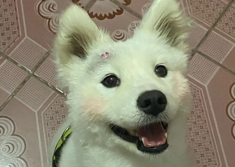 萨摩耶眼皮子被划伤,应该怎么办? 萨摩耶眼皮子被划伤,应该怎么办?