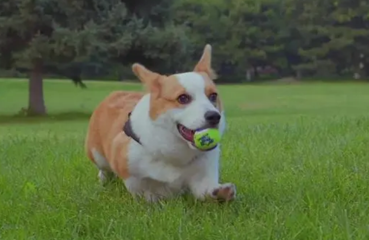 怎样训练柯基犬大小便