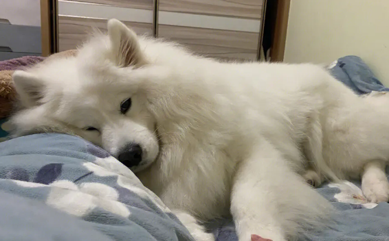 狗狗食欲不振该怎么办 狗狗为什么不吃东西 狗狗食欲不振该怎么办 狗狗为什么不吃东西