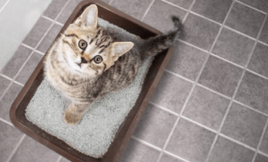 猫咪为什么会尿结石 猫咪为什么会尿结石
