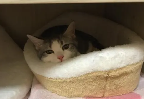 猫咪为什么非要进衣柜睡觉呢