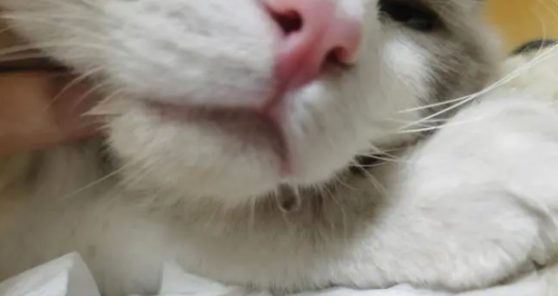 小猫咪流口水怎么回事