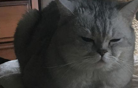 绝育后英短猫还喜欢做不可描述的事！