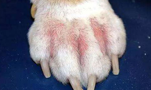宠主需知：犬猫常见皮肤病检查方法大全