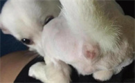狗狗为什么挤肛门腺视频