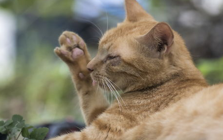 春季养猫注意事项！