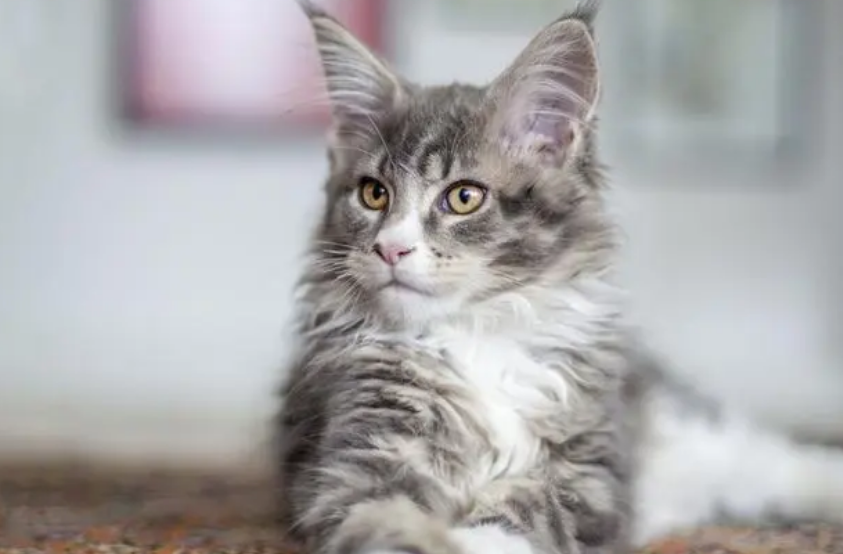 猫子宫套叠的病因及防治方法！