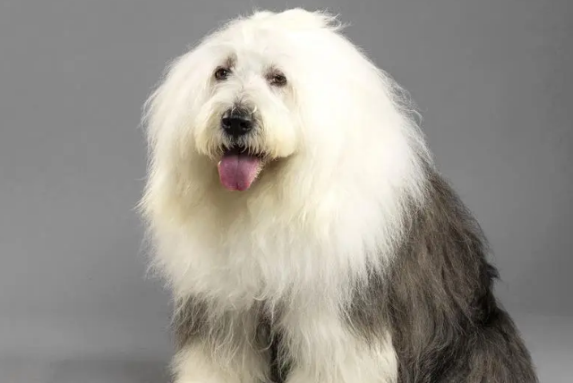 英国古代牧羊犬的喂养方法和饲喂禁忌