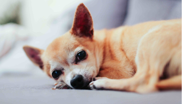 狗狗真的会流眼泪吗？狗狗为何会流眼泪？