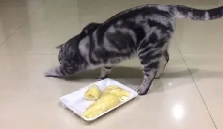 猫咪为什么有埋掉食物的举动 猫咪为什么有埋掉食物的举动