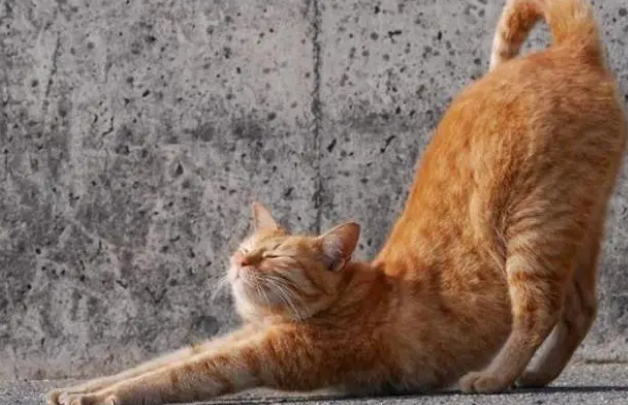 猫咪总是伸展身体是为什么呢