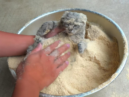猫咪被裹上米糠粉,明显是摊上事了,了解后才知道是在帮它 猫咪被裹上米糠粉,明显是摊上事了,了解后才知道是在帮它
