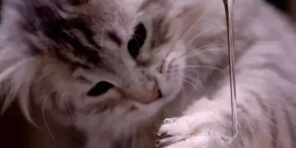 猫咪舔了双氧水会怎么样嘛