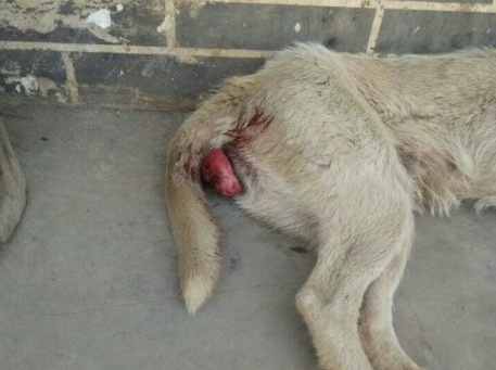 狗狗屁股为什么流血了