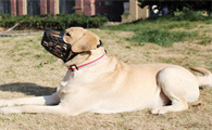 大中小型犬划分类图