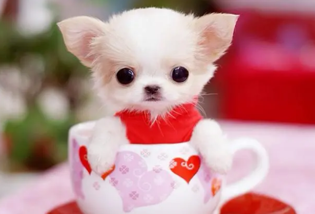 茶杯犬如何好养吗? 茶杯犬如何好养吗?