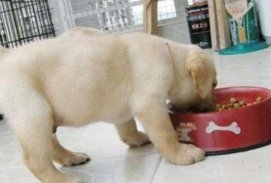 狗狗没吃饱会怎么样啊