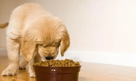 如何给幼犬过渡狗粮