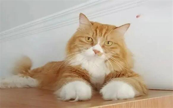 宠物猫能吃米饭吗
