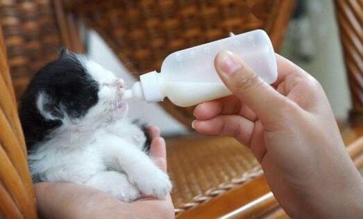 猫能喝奶粉吗? 为什么要喝羊奶粉? 猫能喝奶粉吗? 为什么要喝羊奶粉?