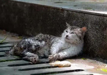面对救助，饱受伤害的猫咪满是惶恐