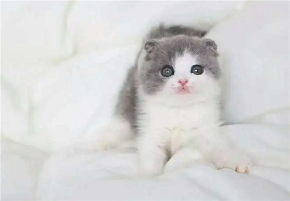 宠物猫的价格大全 宠物猫的价格大全