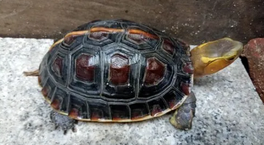 黄缘龟垫材的优缺点 黄缘龟垫材的优缺点