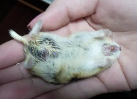 仓鼠死亡姿势图片