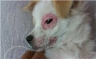 幼犬小鸡红的整根出来了