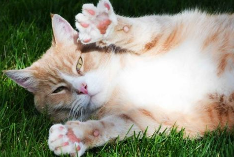 猫咪常见的先天性眼部疾病,作为铲屎官该怎么办? 猫咪常见的先天性眼部疾病,作为铲屎官该怎么办?