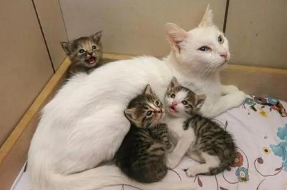 猫妈怀了猫儿子的孩子怎么办 猫妈怀了猫儿子的孩子怎么办
