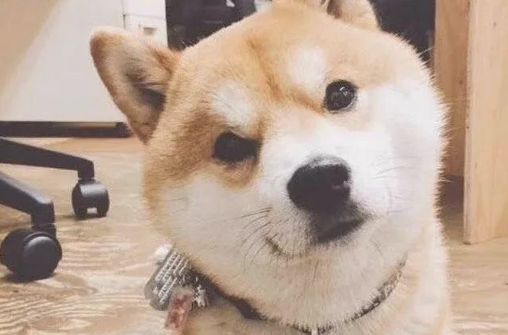 柴犬小课堂教学之柴犬快乐成长的关键点 柴犬小课堂教学之柴犬快乐成长的关键点