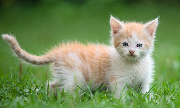 猫咪眼角有泪痕怎么办?应该如何处理? 猫咪眼角有泪痕怎么办?应该如何处理?