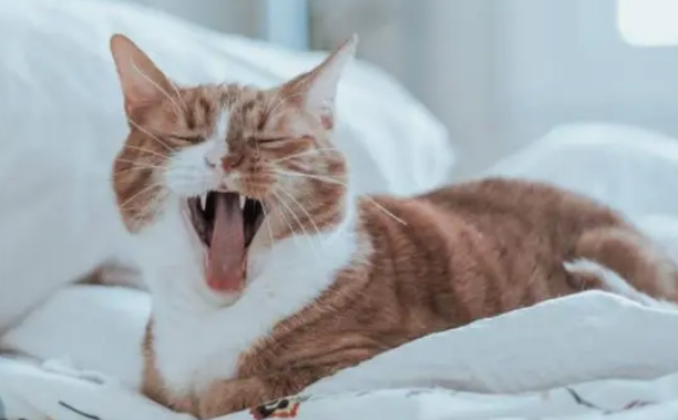 猫打喷嚏发出咕噜声是怎么回事啊 猫打喷嚏发出咕噜声是怎么回事啊